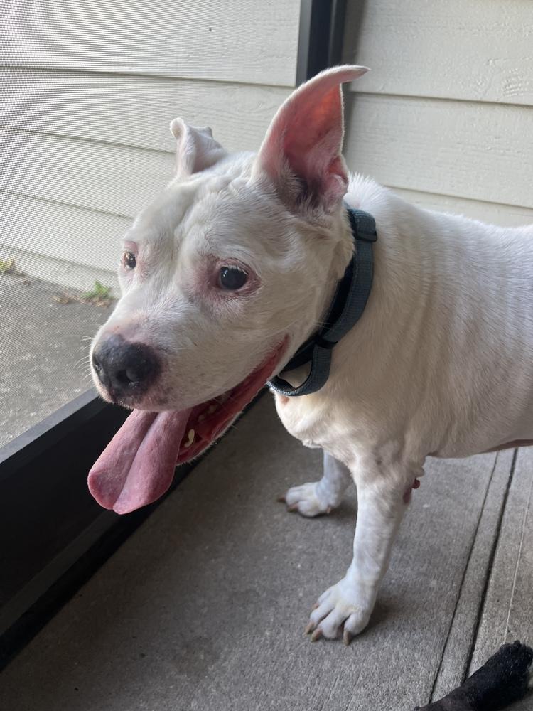 Pickles, Adoptable, Senior Male Pit Bull Terrier.