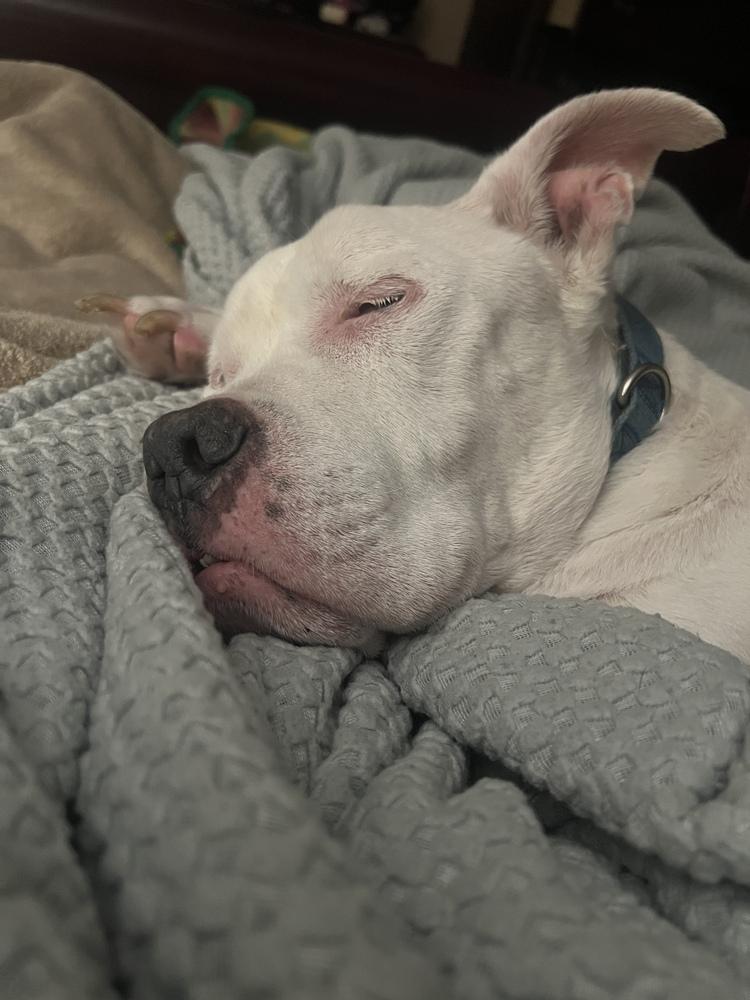 Pickles, a Adoptable mixed breed in Melbourne Beach, FL image 2/3