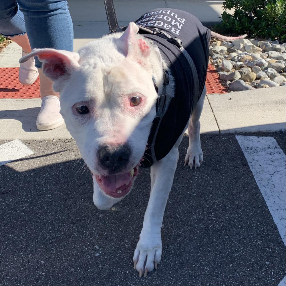 Pickles, a Adoptable mixed breed in Melbourne Beach, FL image 3/3
