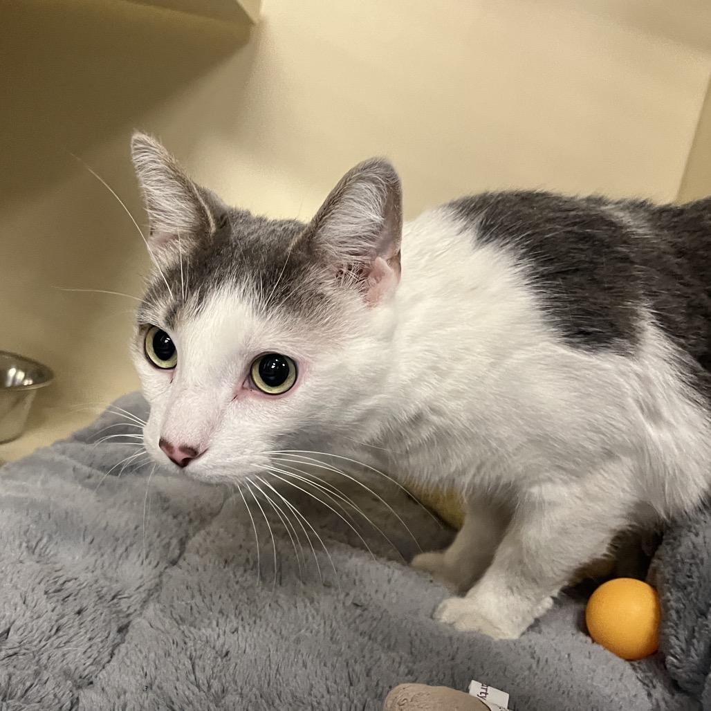 Winston, a Adoptable Domestic Short Hair in Hinsdale, IL image 1/2
