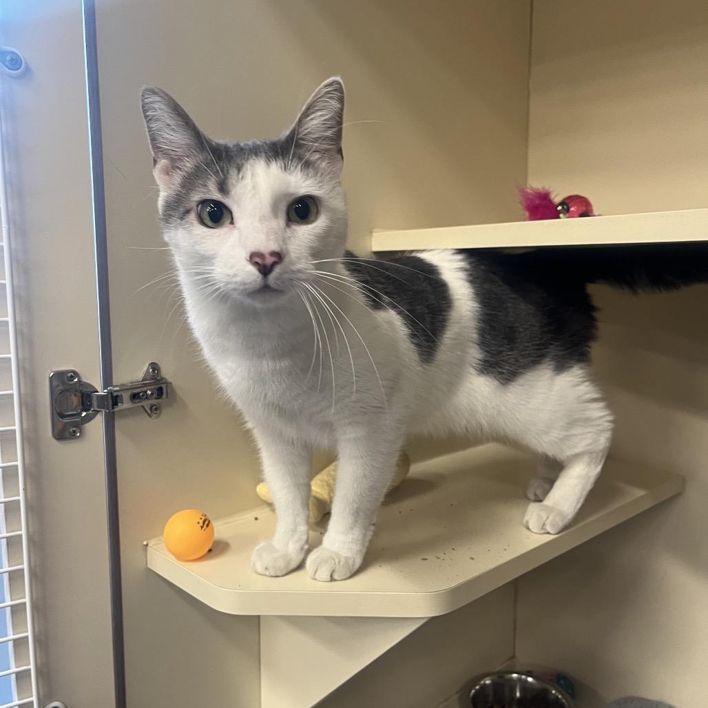 Winston, a Adoptable Domestic Short Hair in Hinsdale, IL image 2/2