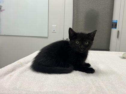 Enlarge Cleveland!, a Adoptable mixed breed in Kansas City, MO image 1/2
