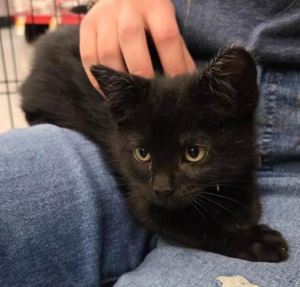 Enlarge Cleveland!, a Adoptable mixed breed in Kansas City, MO image 2/2