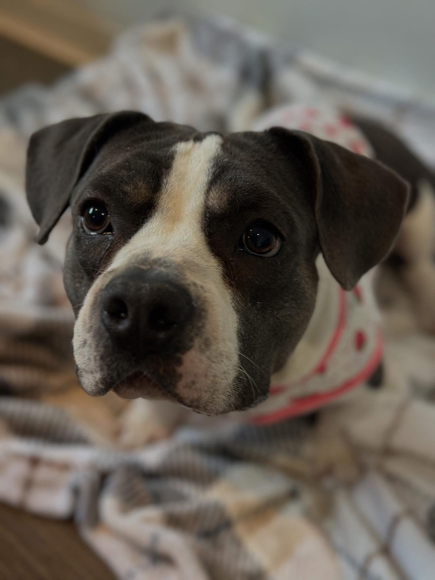 Enlarge Miss Feta, a Adoptable mixed breed in Las Vegas, NV image 3/6