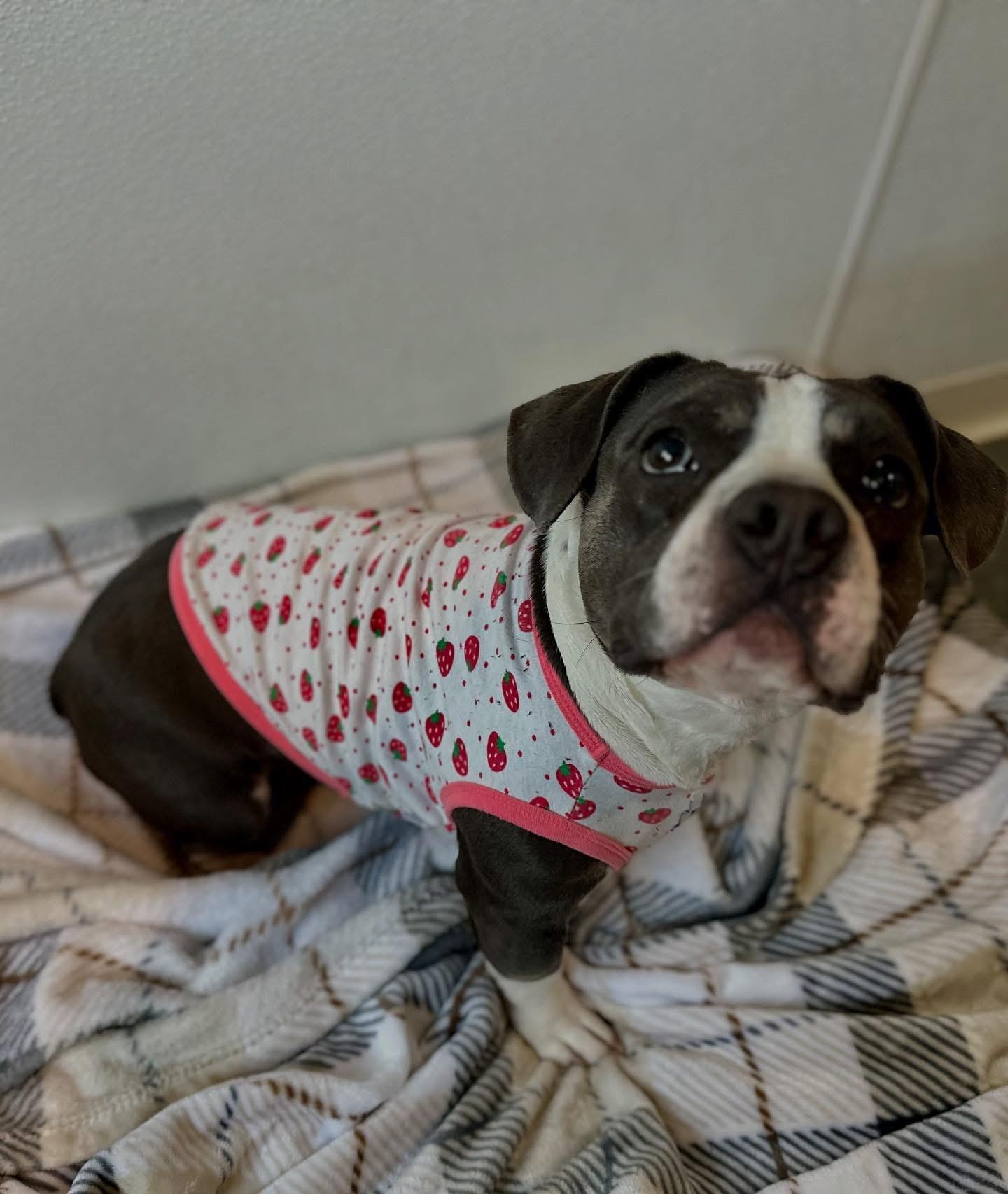 Enlarge Miss Feta, a Adoptable mixed breed in Las Vegas, NV image 4/6