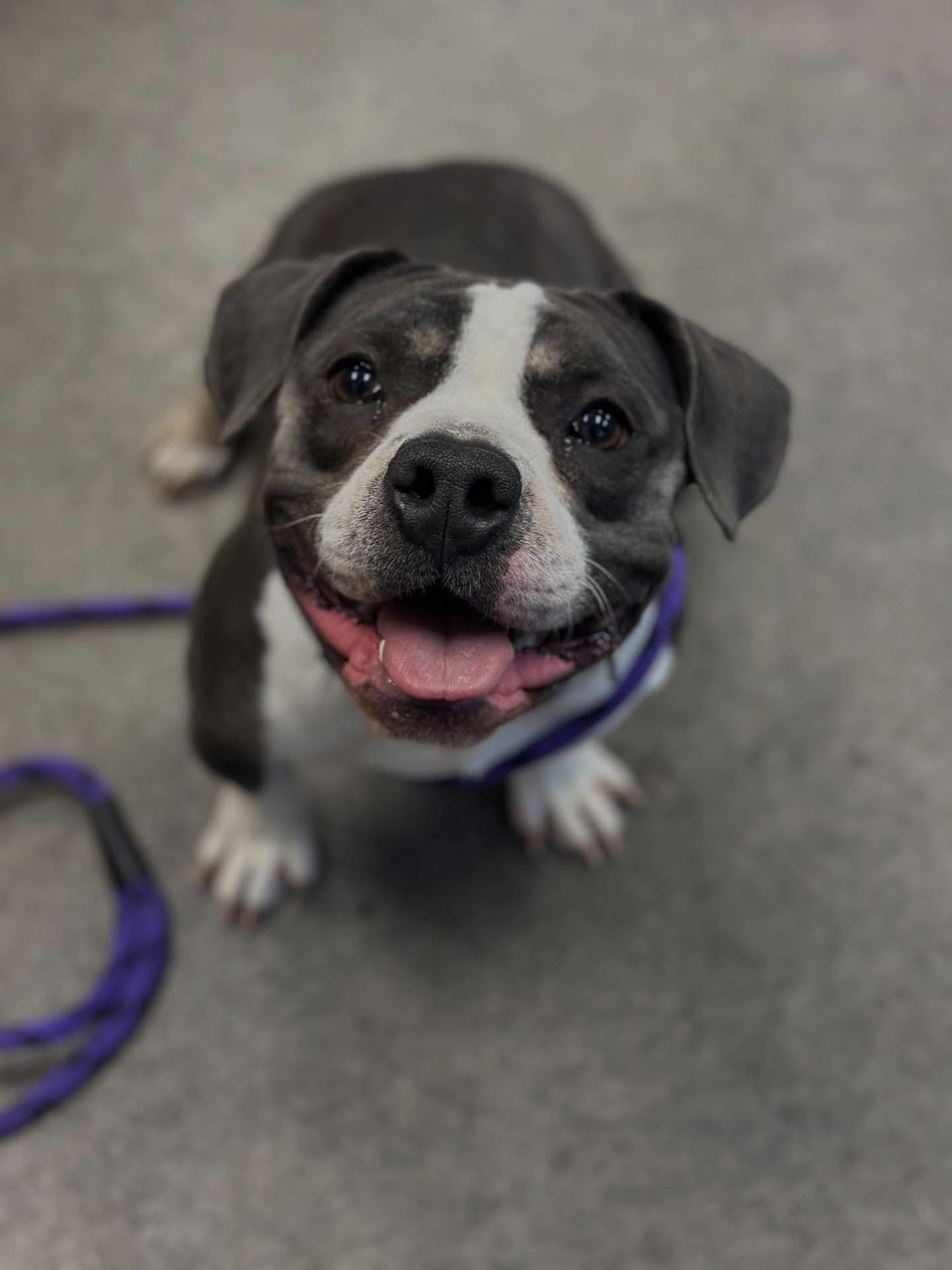 Enlarge Miss Feta, a Adoptable mixed breed in Las Vegas, NV image 5/6