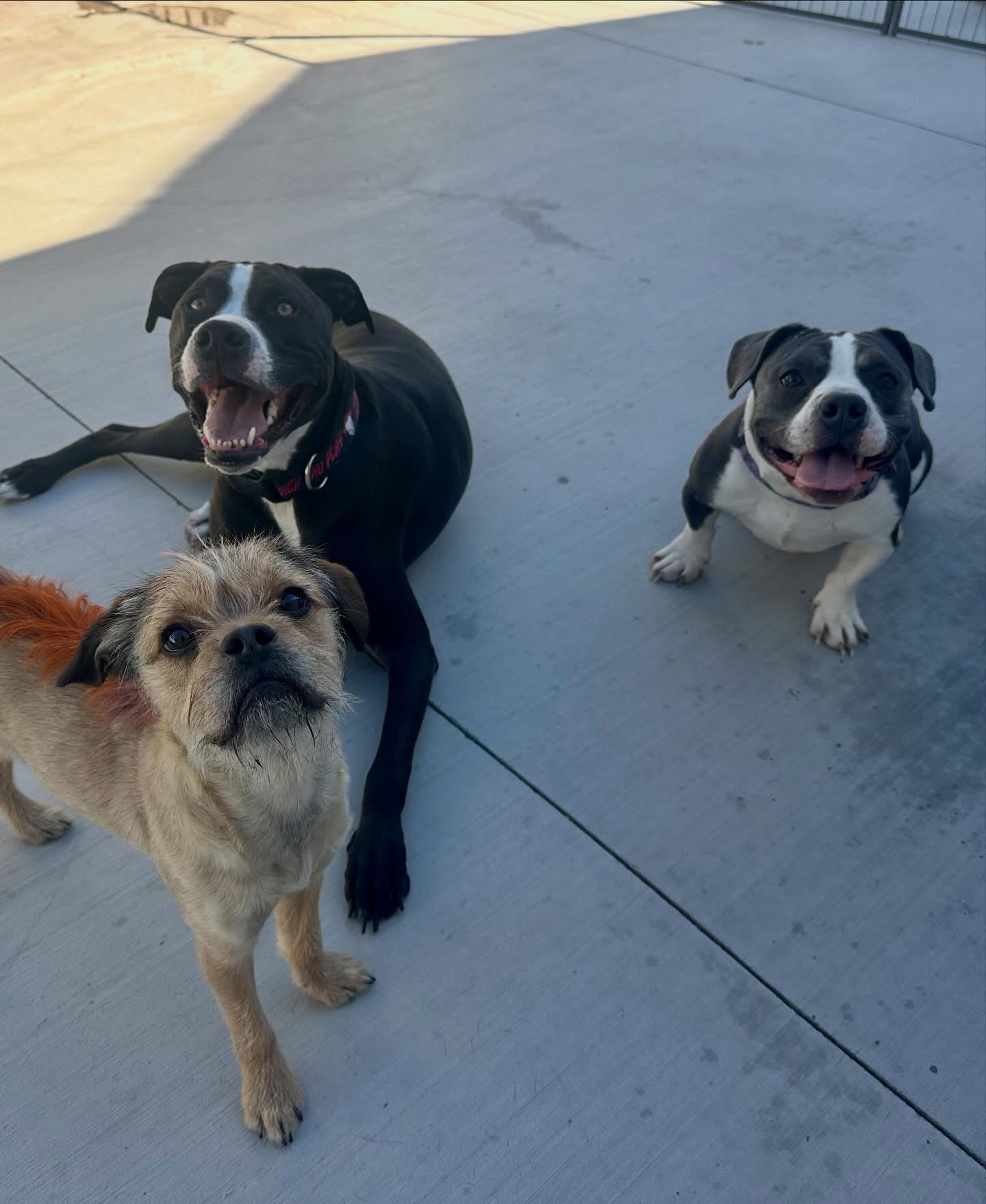 Enlarge Miss Feta, a Adoptable mixed breed in Las Vegas, NV image 6/6