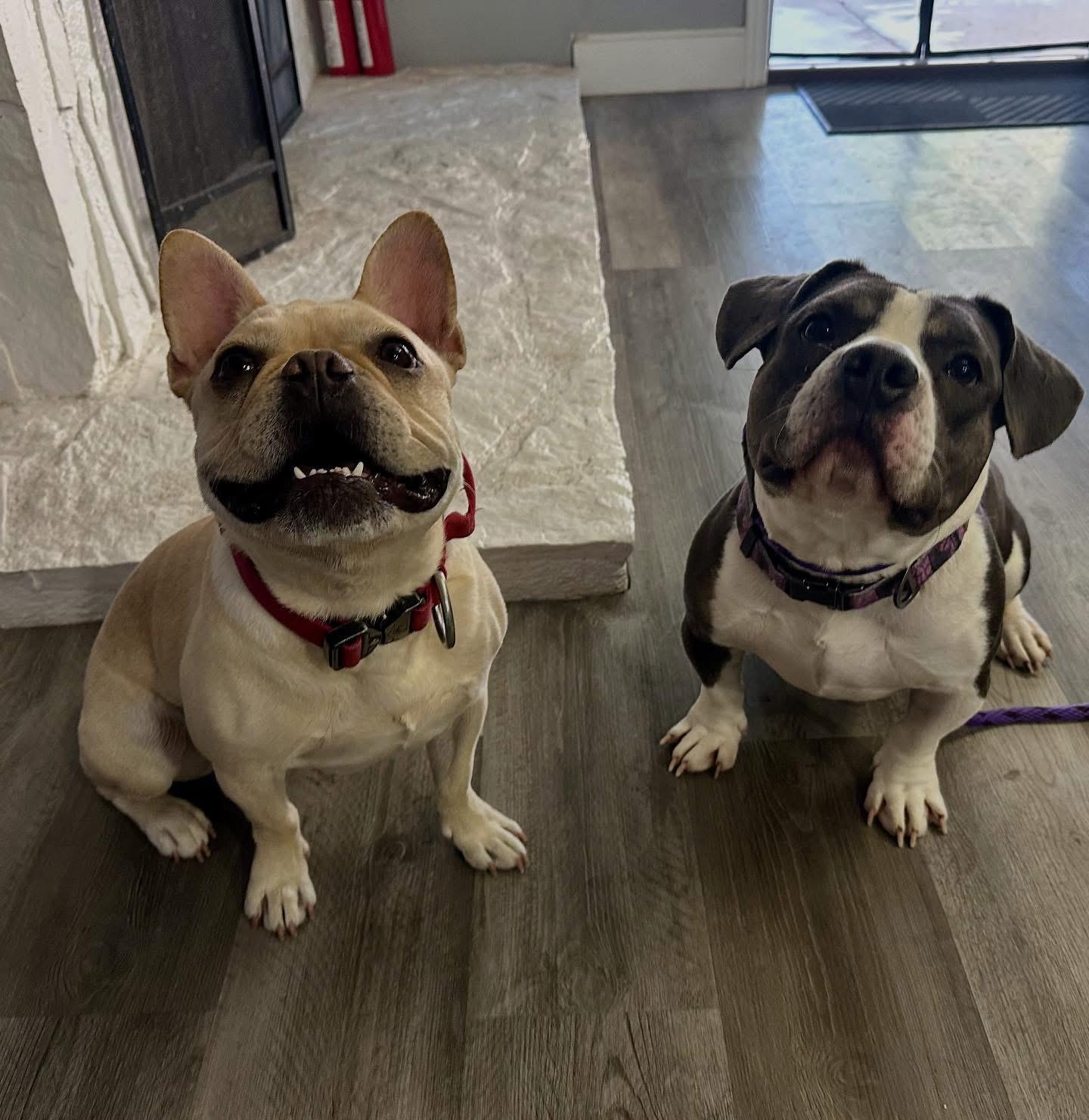 Miss Feta, Adoptable, Young Female Bulldog.