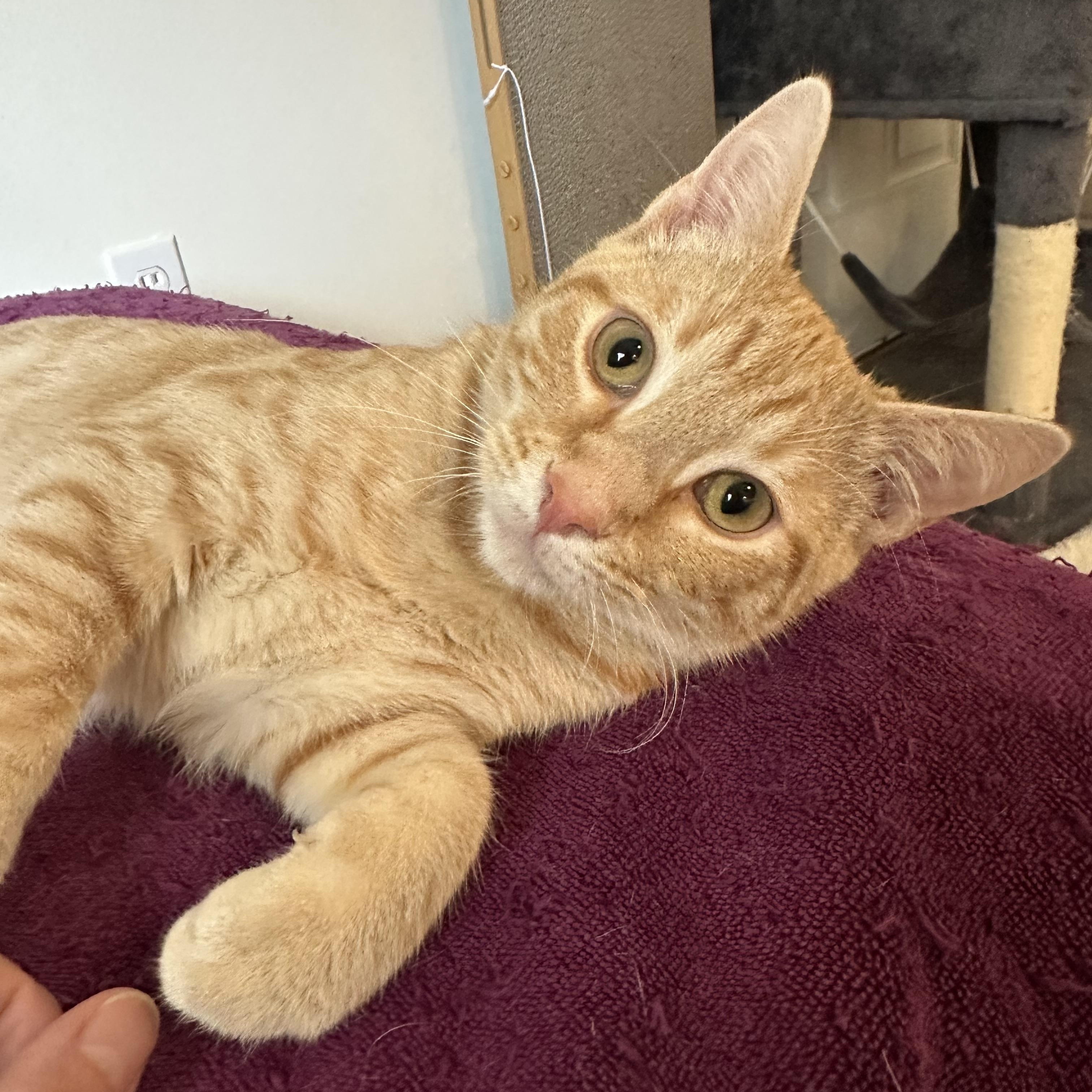 O' Malley, Adoptable, Young Male Tabby & Siamese.