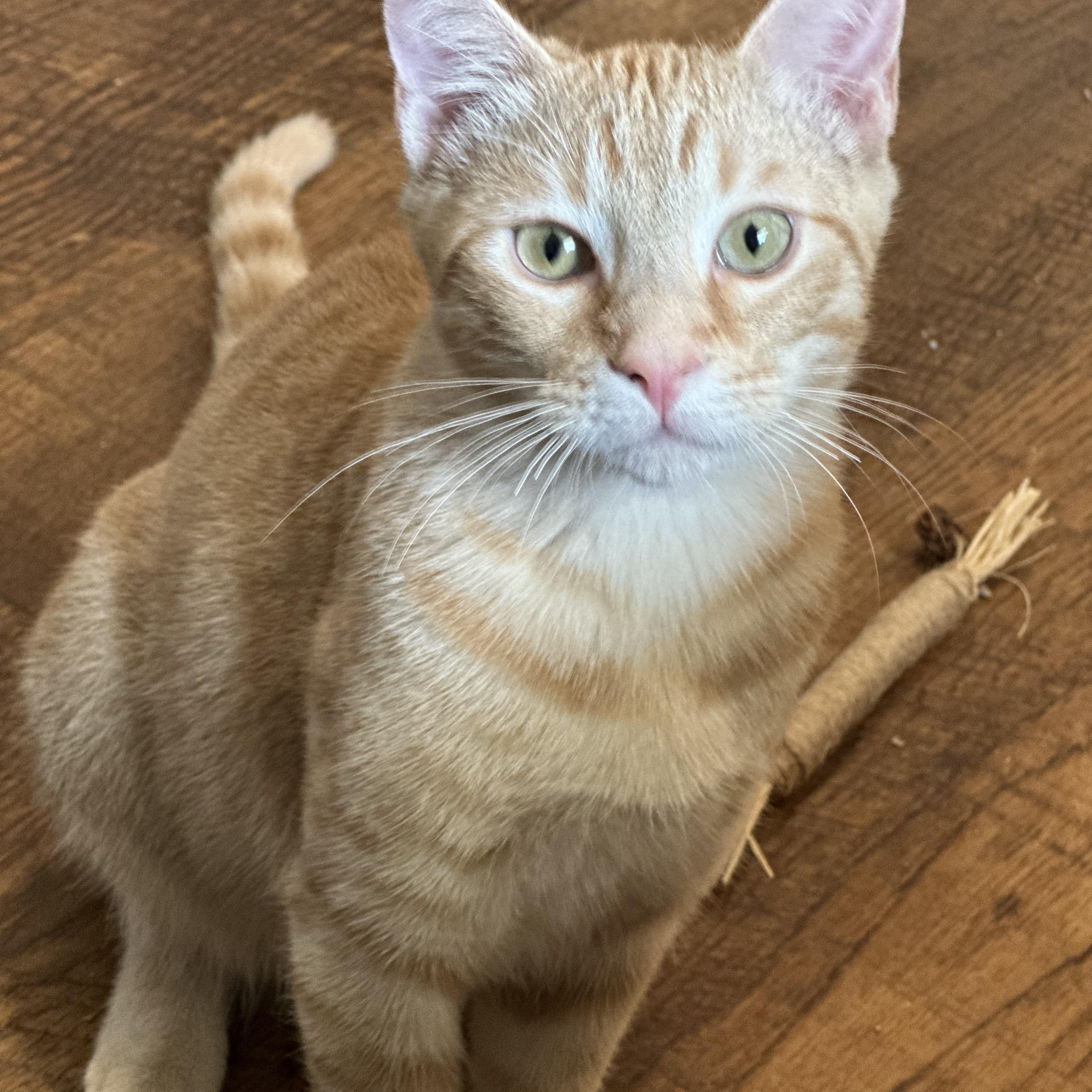 O' Malley, a Adoptable mixed breed in Alabaster, AL image 3/5