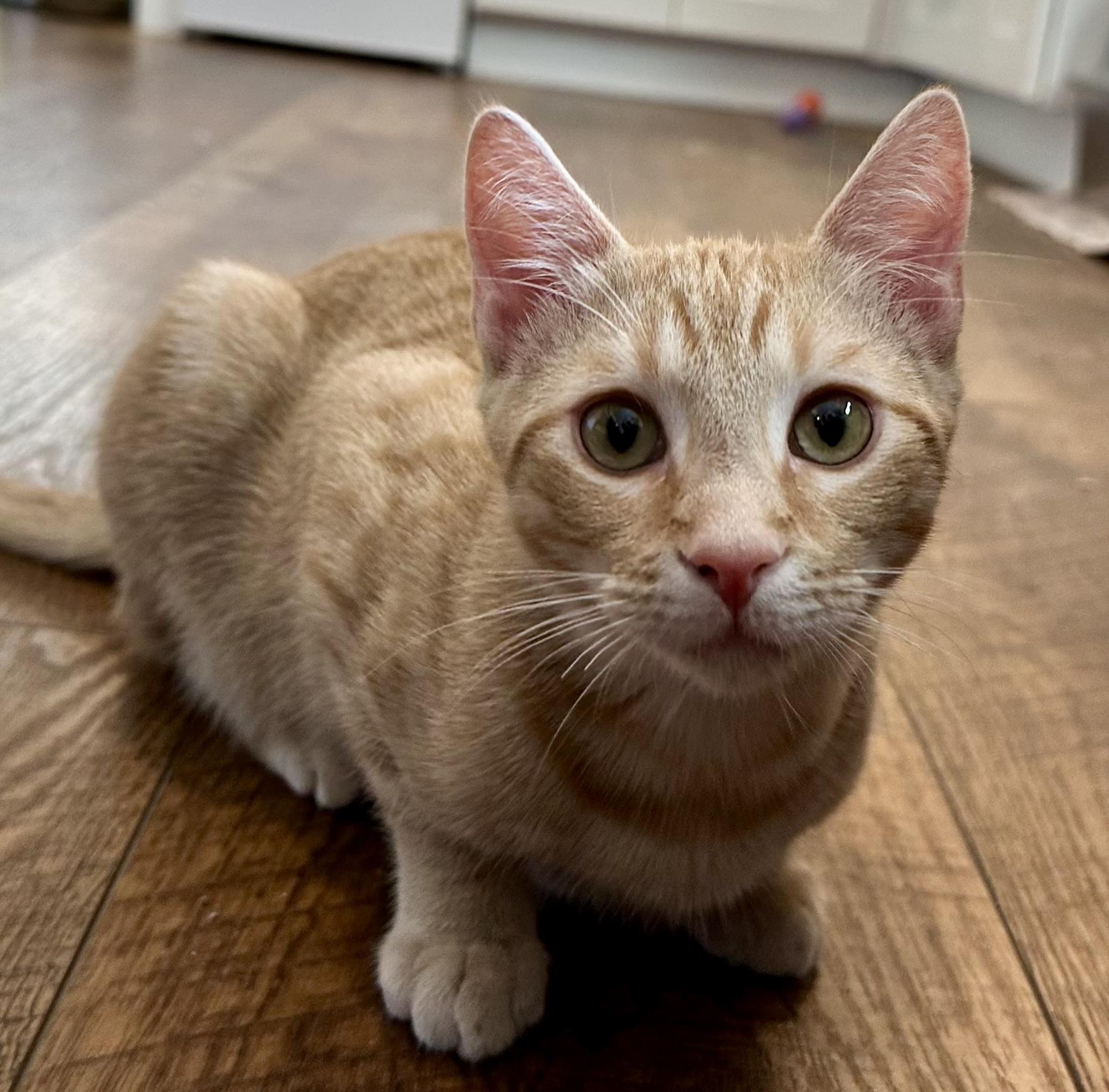 O' Malley, a Adoptable mixed breed in Alabaster, AL image 4/5