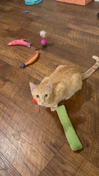 Enlarge O' Malley, a Adoptable mixed breed in Alabaster, AL video 5/5