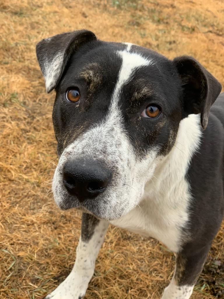 Enlarge Monty, a Adoptable mixed breed in wetaskiwin, AB image 1/1