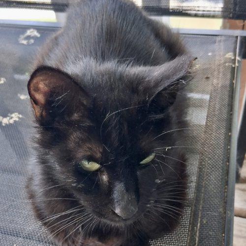 Sage, Adoptable, Adult Female Domestic Short Hair.