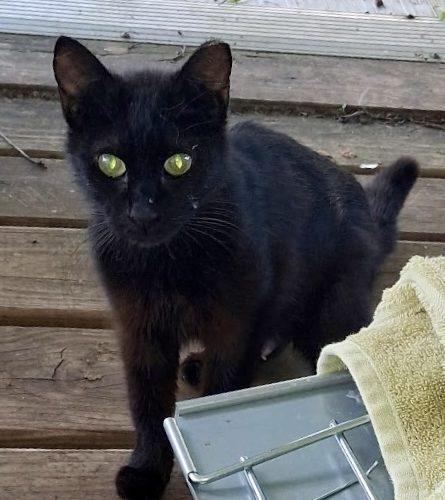 Enlarge Sage, a Adoptable Domestic Short Hair in Seven Valleys, PA image 2/2