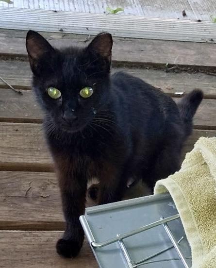 Sage, a Adoptable Domestic Short Hair in Seven Valleys, PA image 2/2
