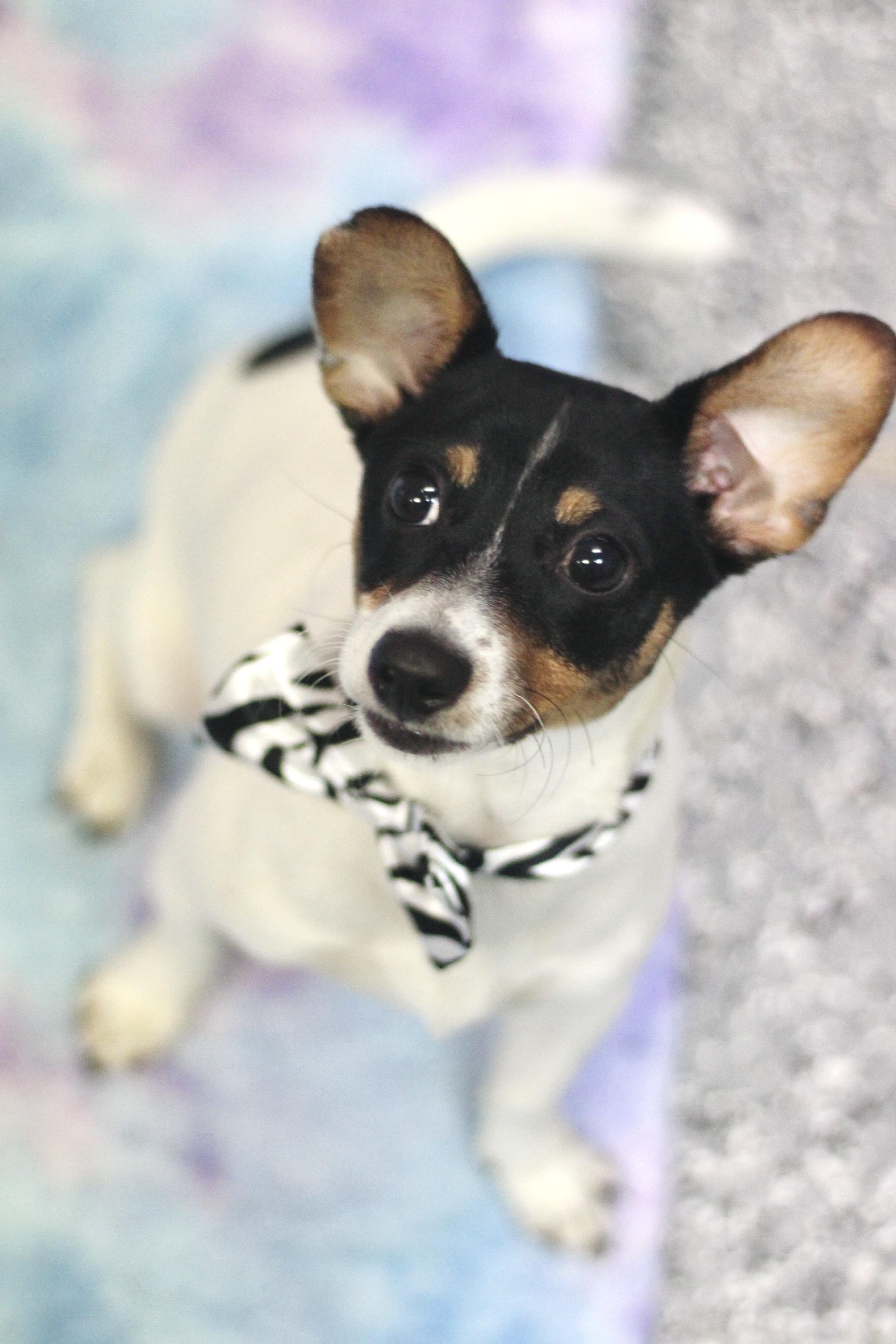 Enlarge Red Bull in NH! Come Meet our Adoptable Dogs Wednesday-Saturday. More info in Bio!, a ADOPTABLE mixed breed in Manchester, NH image 2/2