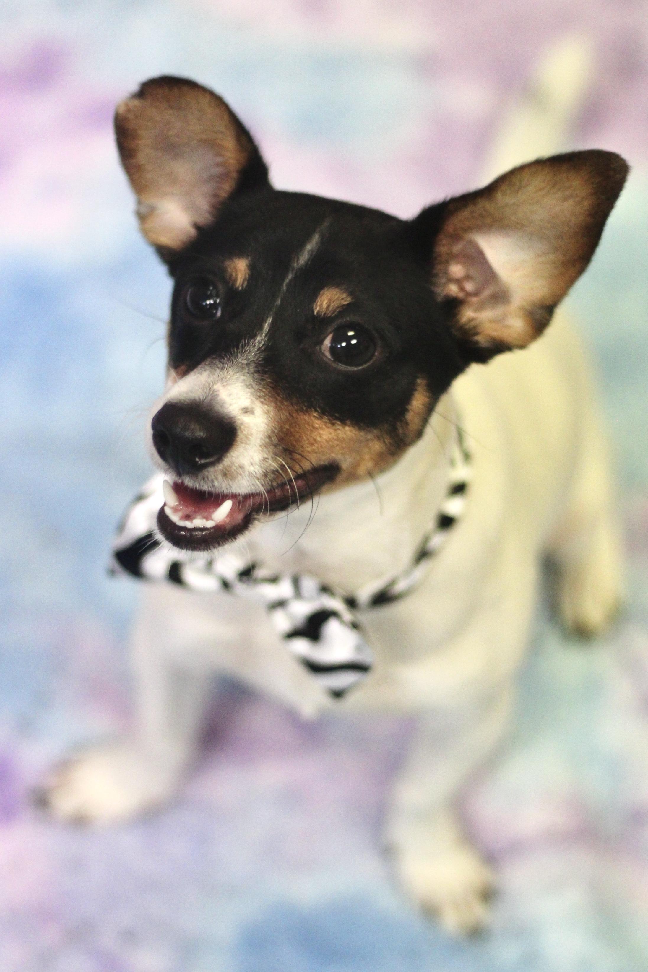 Red Bull in NH! Come Meet our Adoptable Dogs Wednesday-Saturday. More info in Bio!, ADOPTABLE, Puppy Female Rat Terrier.