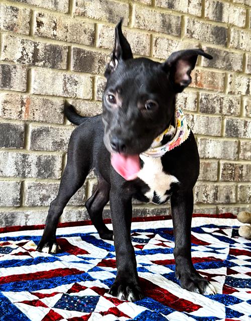 Enlarge Nibs, a Adoptable mixed breed in Munford, TN image 1/3