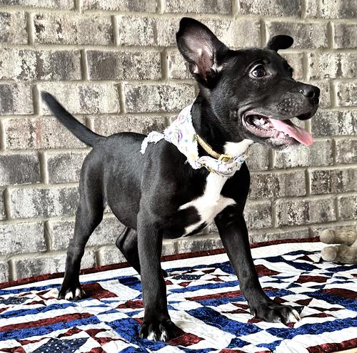 Enlarge Nibs, a Adoptable mixed breed in Munford, TN image 2/3
