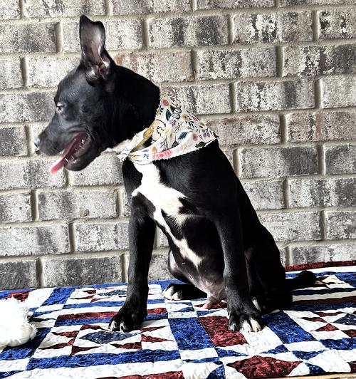 Enlarge Nibs, a Adoptable mixed breed in Munford, TN image 3/3