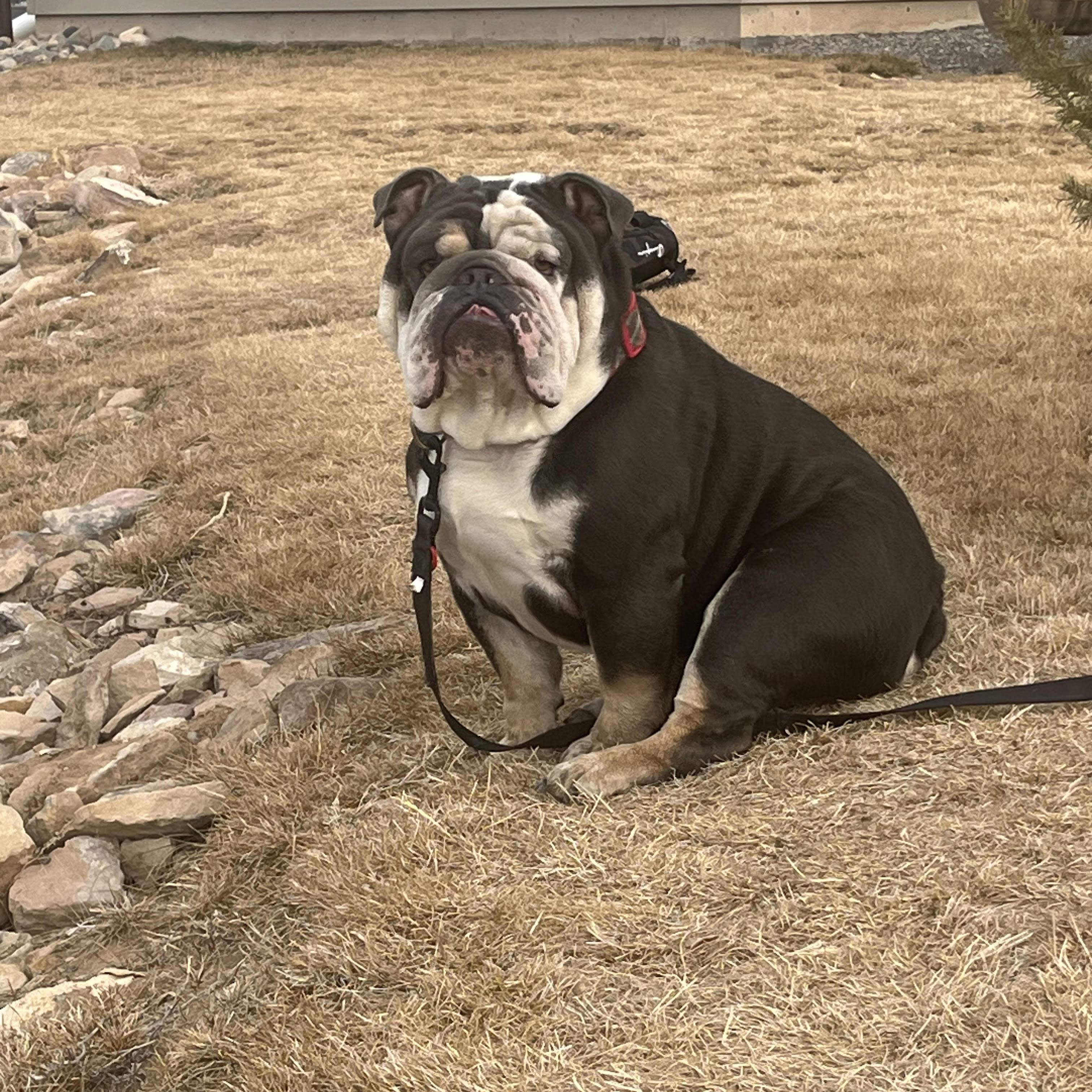 Kibo (Courtesy Post please call owner directly)