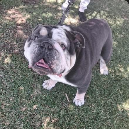 Kibo (Courtesy Post please call owner directly)