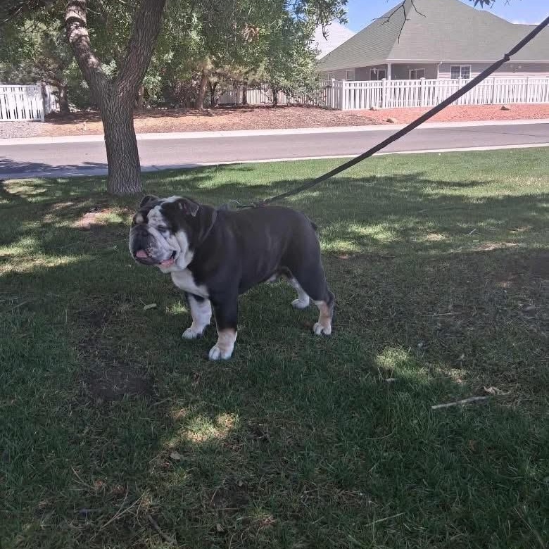 Kibo (Courtesy Post please call owner directly)