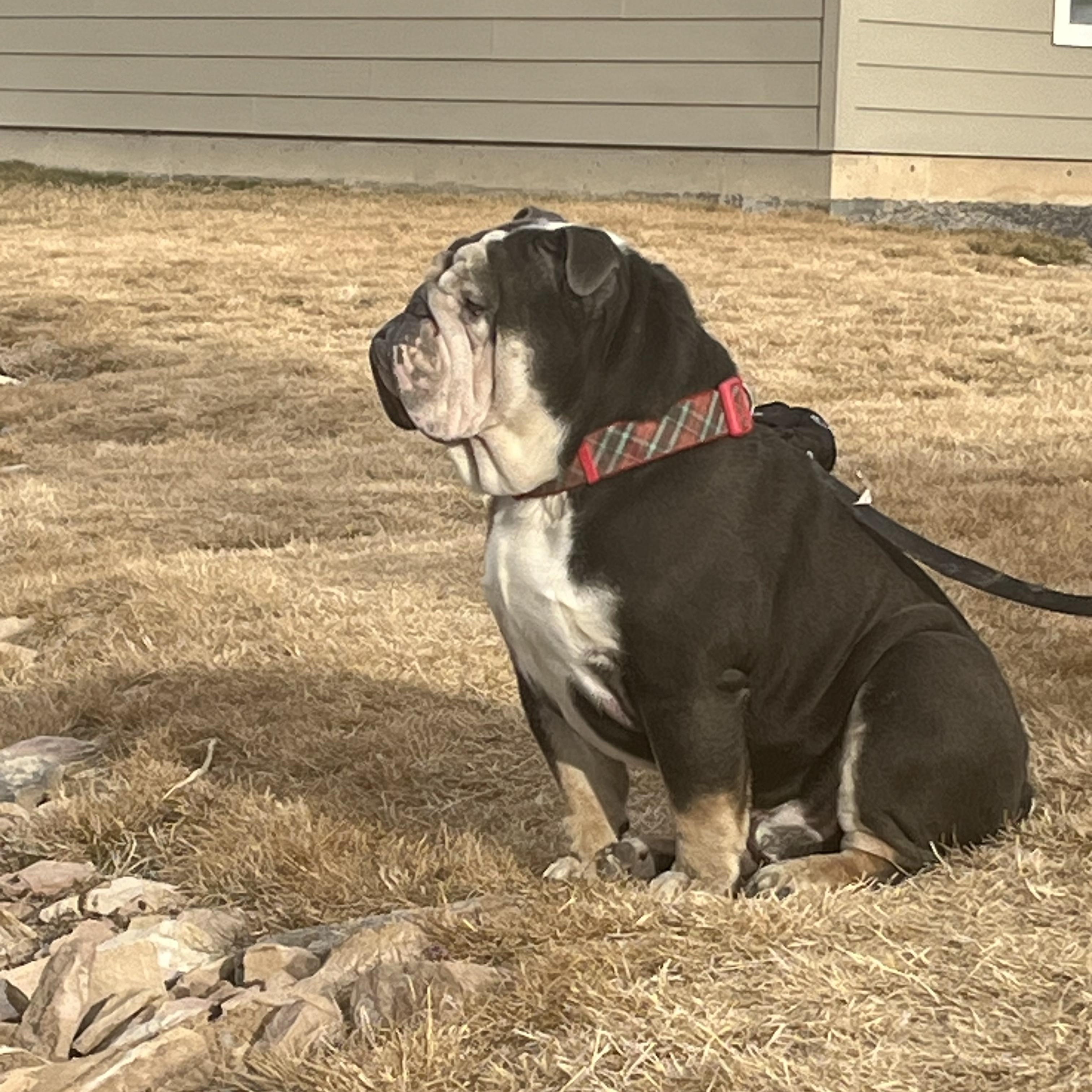 Kibo (Courtesy Post please call owner directly)