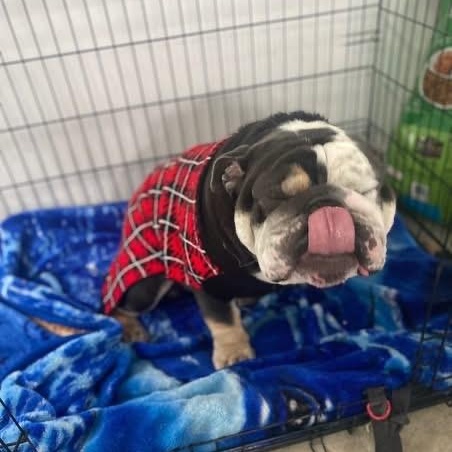 Kibo (Courtesy Post please call owner directly)