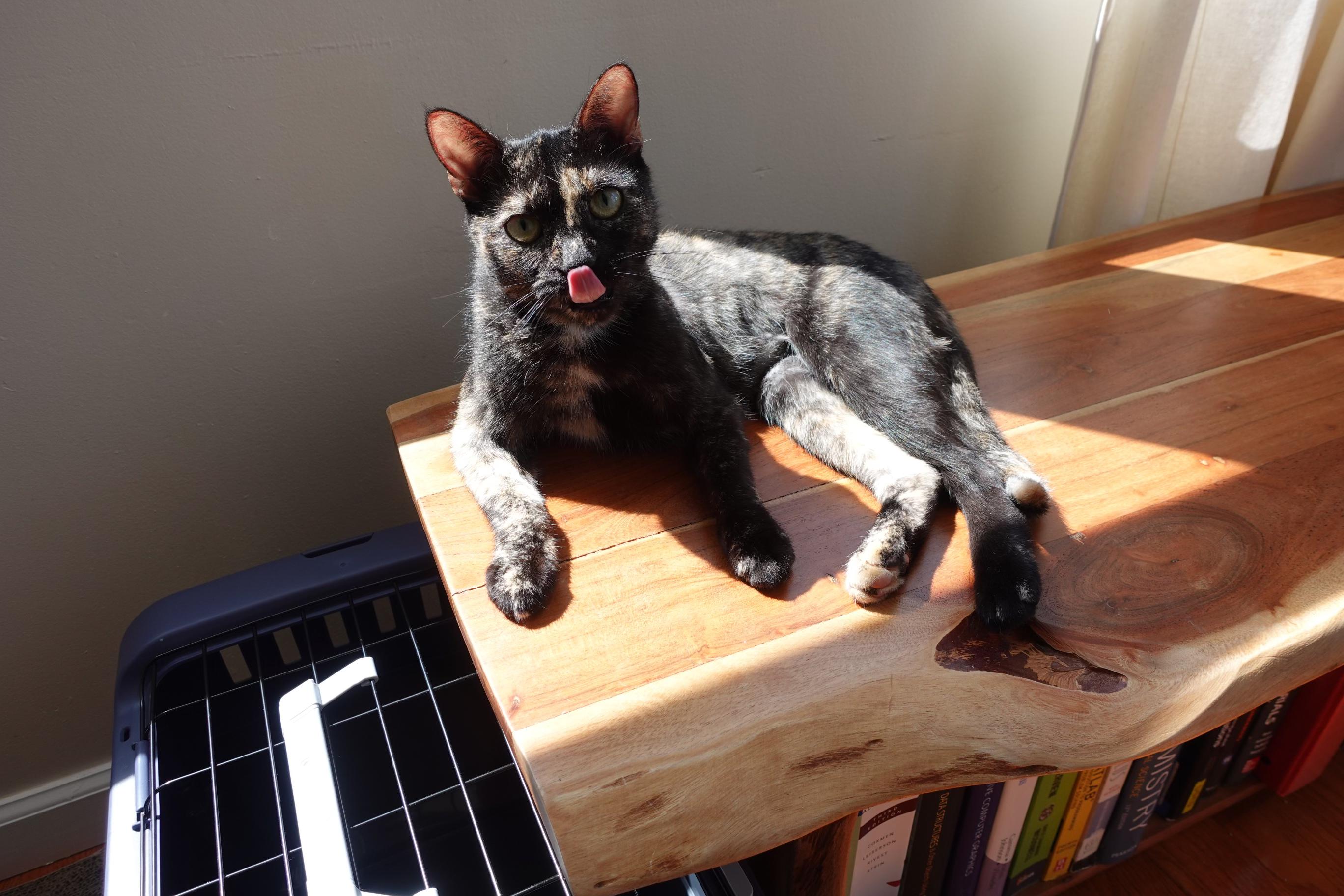 Enlarge RUBY, a ADOPTABLE Tortoiseshell in New York, NY image 5/5