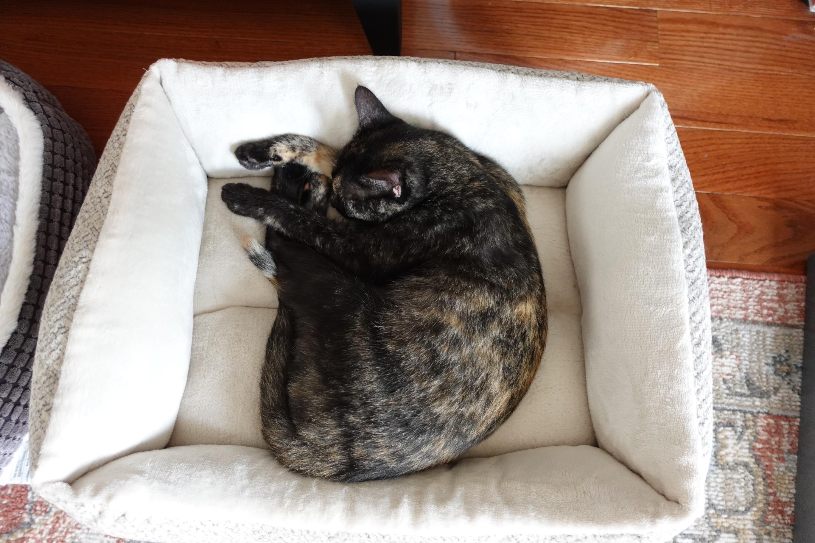 Enlarge RUBY, a ADOPTABLE Tortoiseshell in New York, NY image 4/5