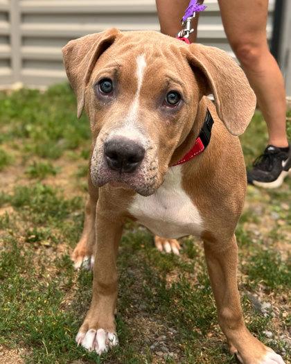Big Bass, Adoptable, Puppy Male Labrador Retriever & Mixed Breed.