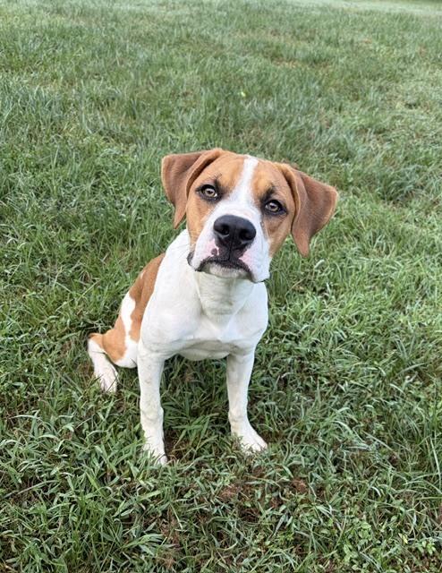 Enlarge Kooper, a Adoptable mixed breed in Mocksville, NC image 1/3