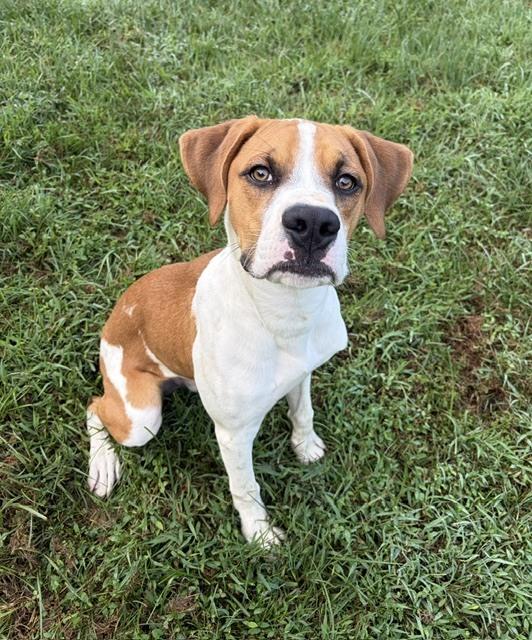 Enlarge Kooper, a Adoptable mixed breed in Mocksville, NC image 2/3