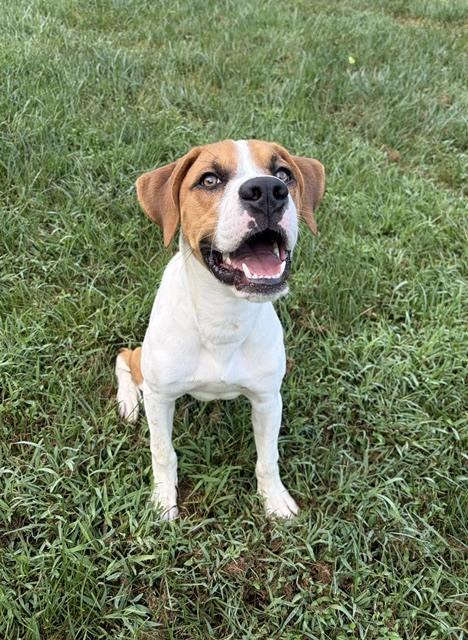 Enlarge Kooper, a Adoptable mixed breed in Mocksville, NC image 3/3