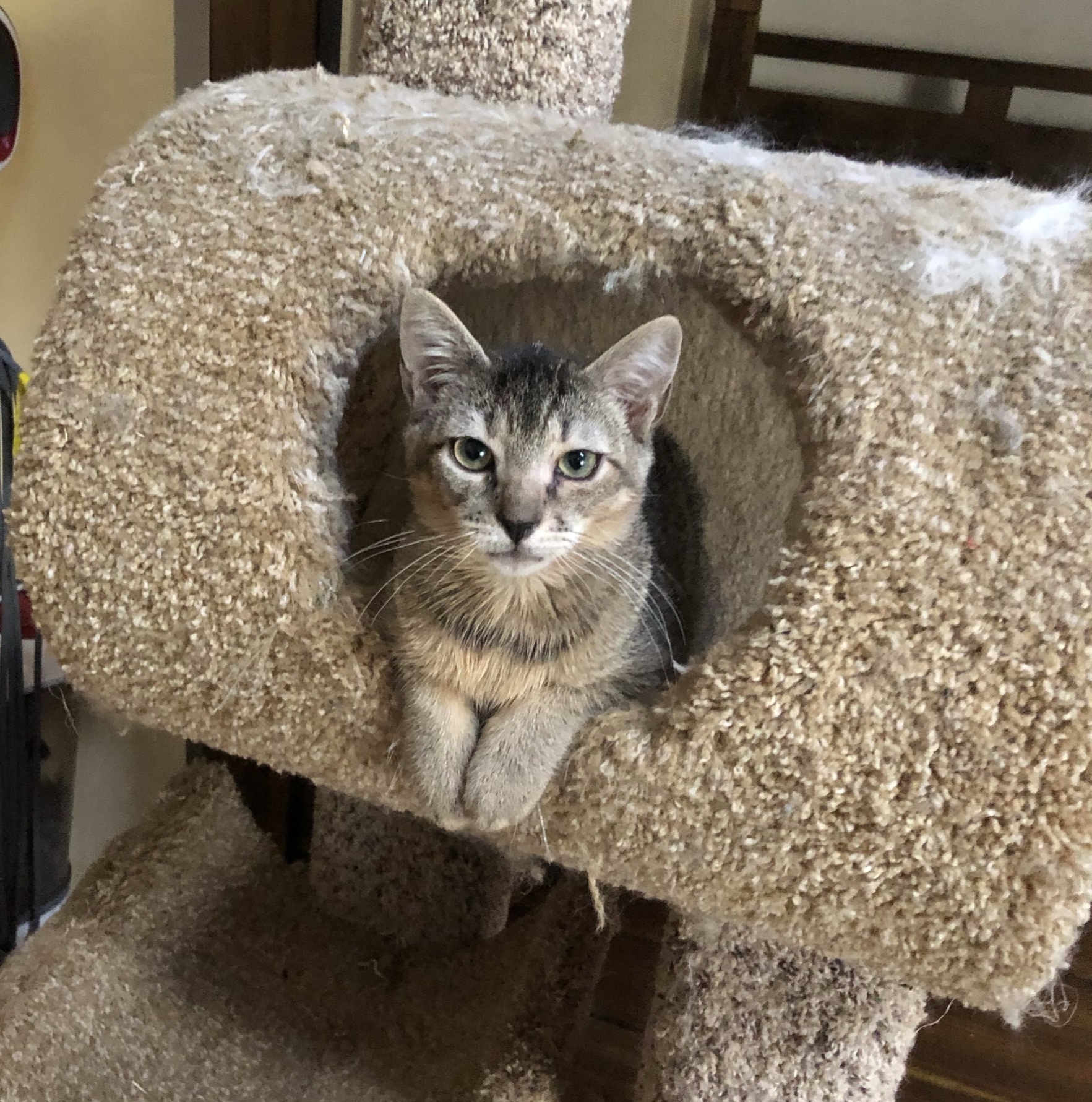 Brody, Adoptable, Young Male Tabby.