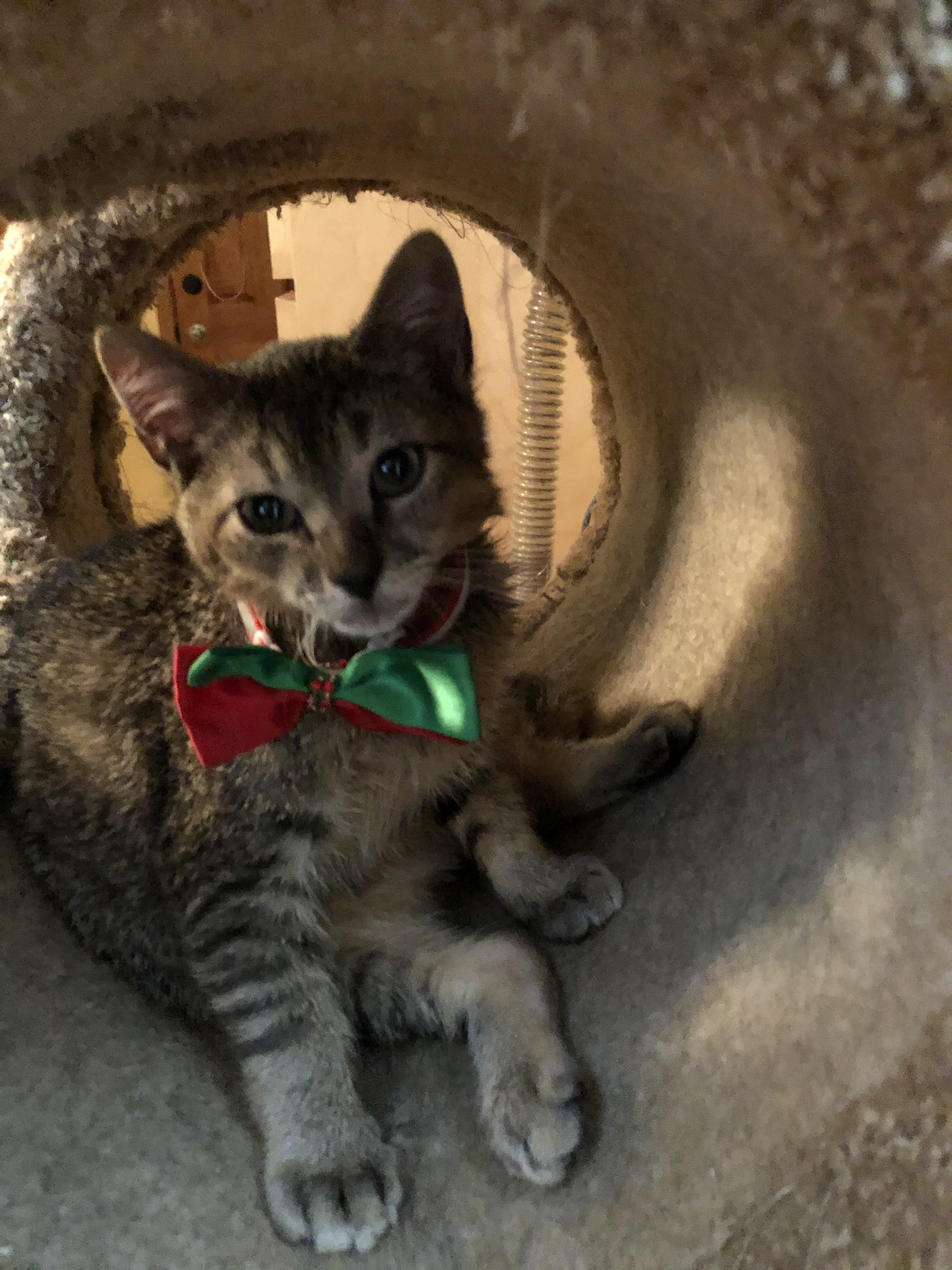 Brody, a Adoptable mixed breed in Melville, NY image 2/6