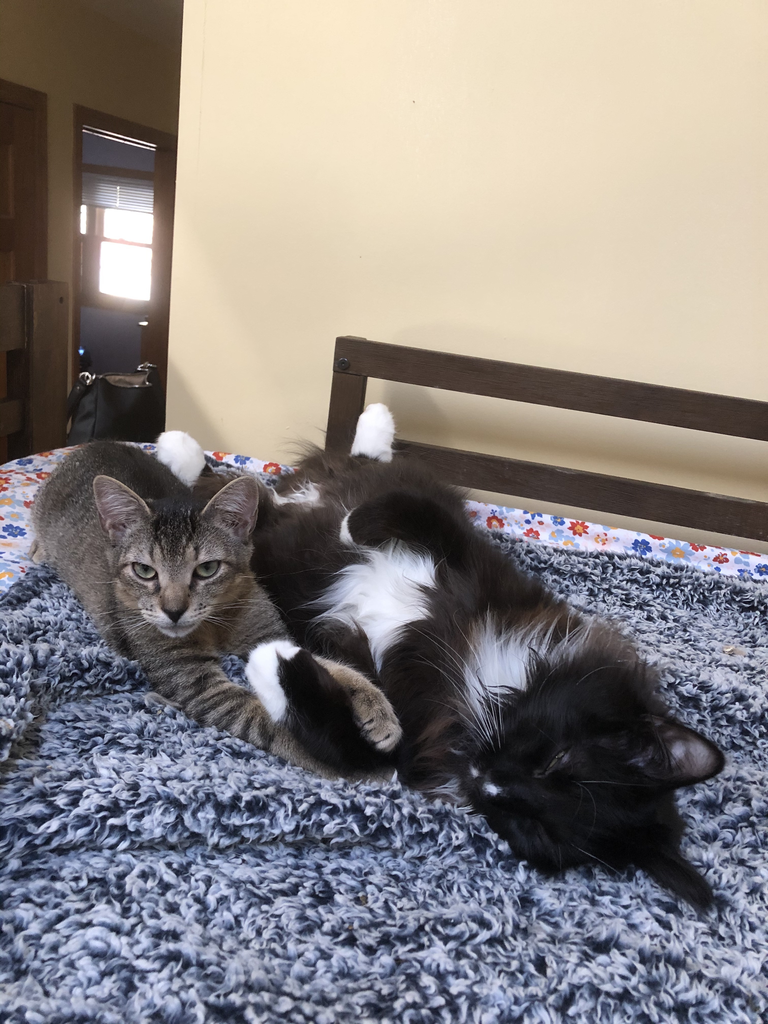 Brody, a Adoptable mixed breed in Melville, NY image 3/6