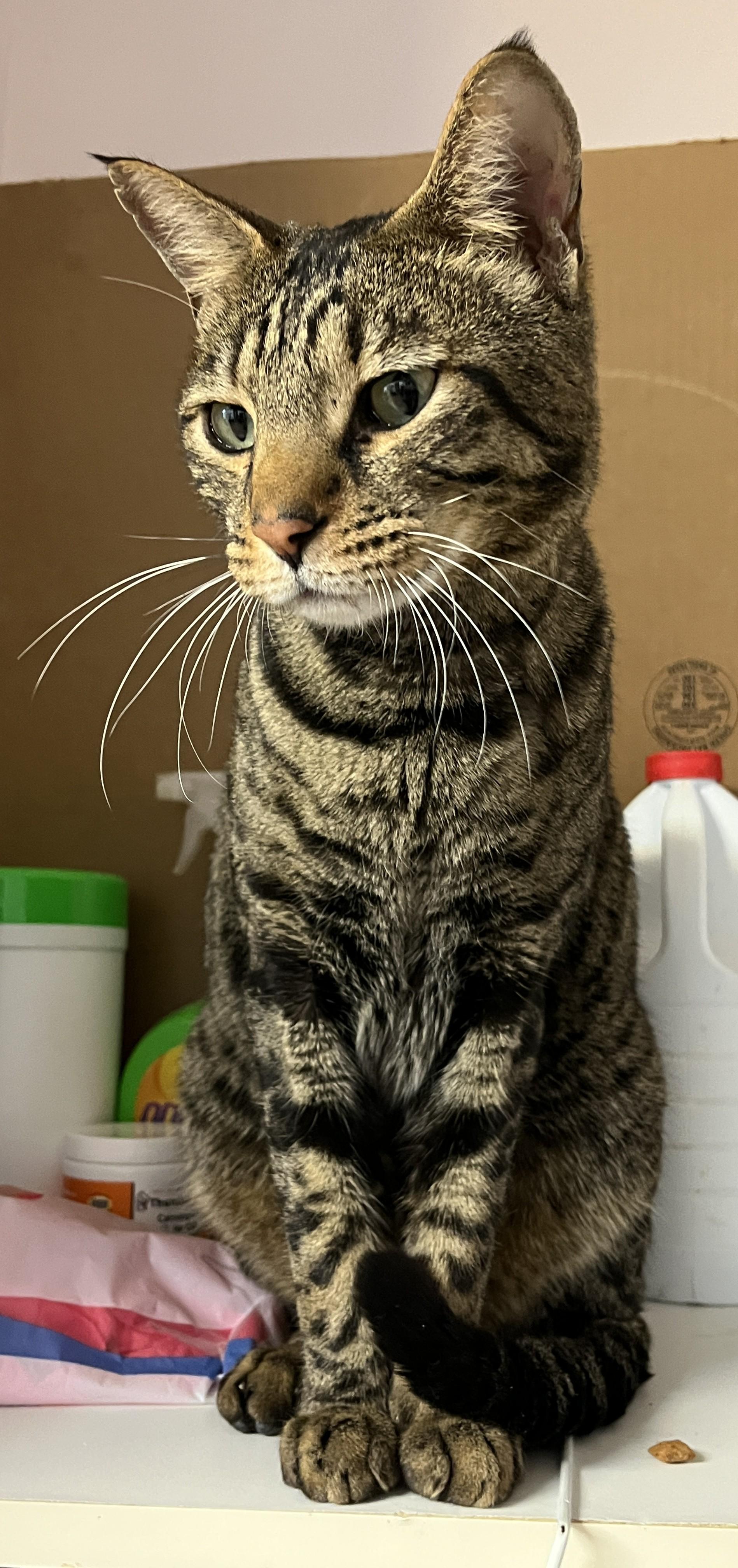 Enlarge PETER PAN (CR/SC), a Adoptable Bengal in Sainte-Angele-de-Monnoir, QC image 2/6
