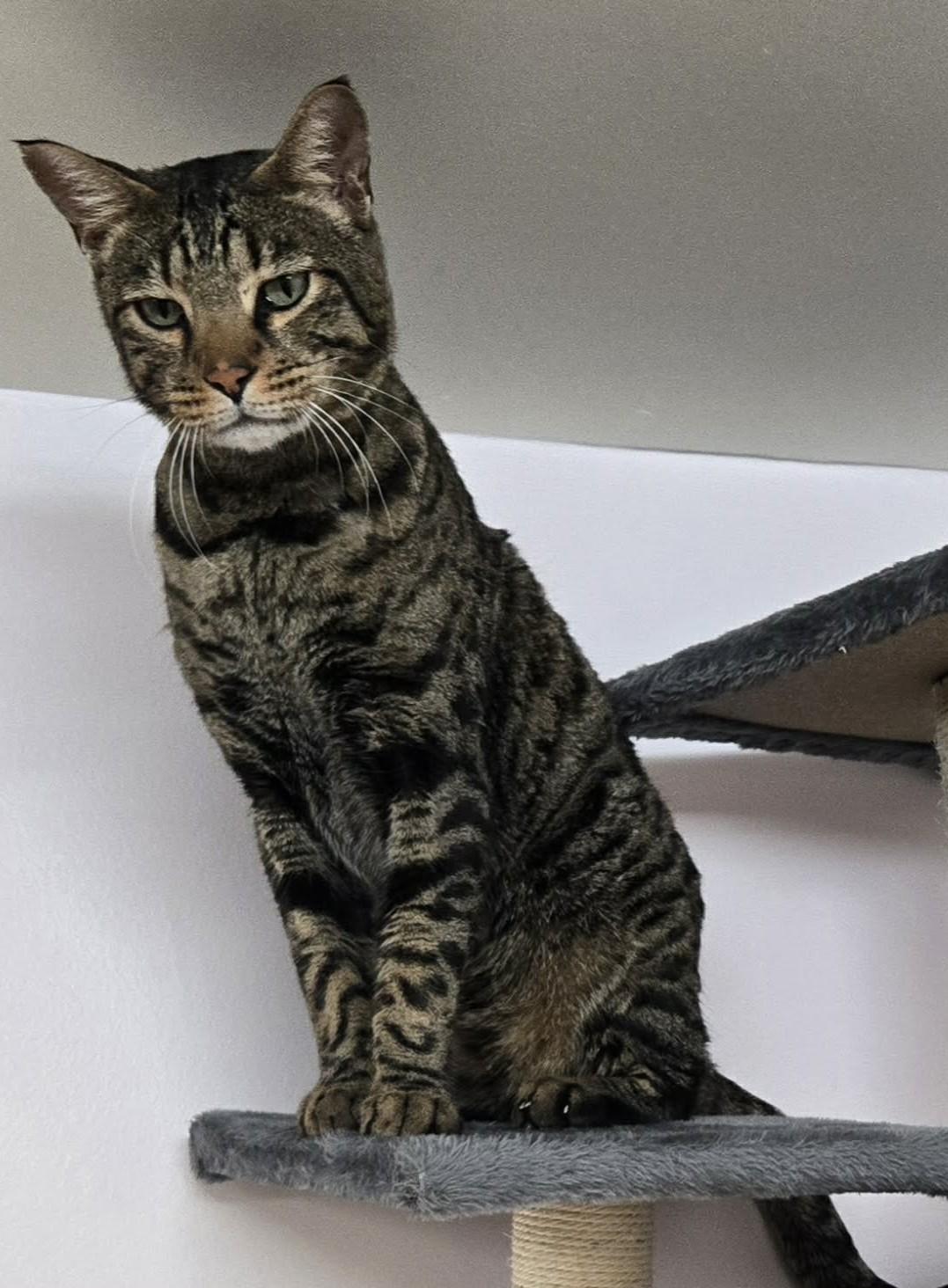 Enlarge PETER PAN (CR/SC), a Adoptable Bengal in Sainte-Angele-de-Monnoir, QC image 4/6