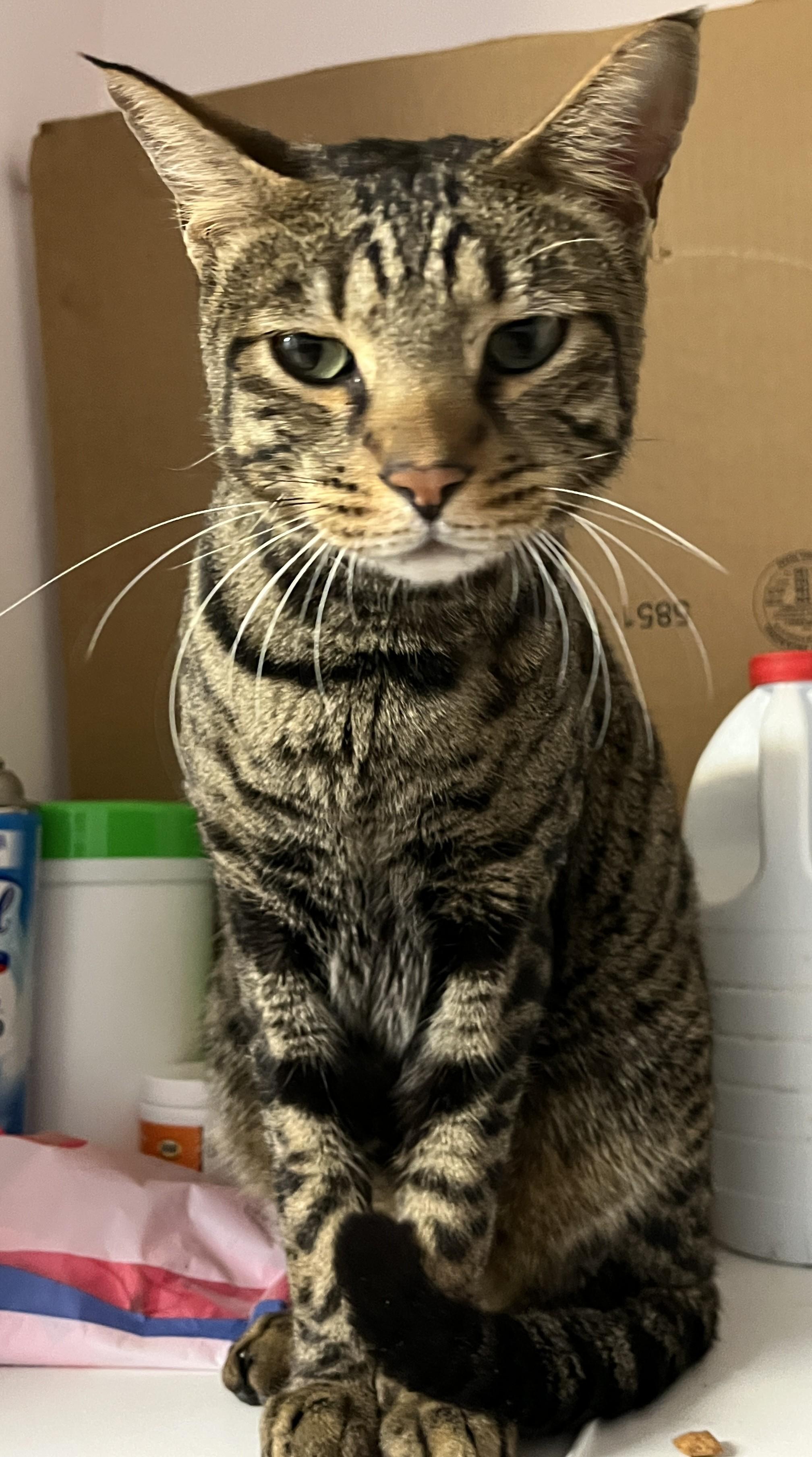 Enlarge PETER PAN (CR/SC), a Adoptable Bengal in Sainte-Angele-de-Monnoir, QC image 3/6