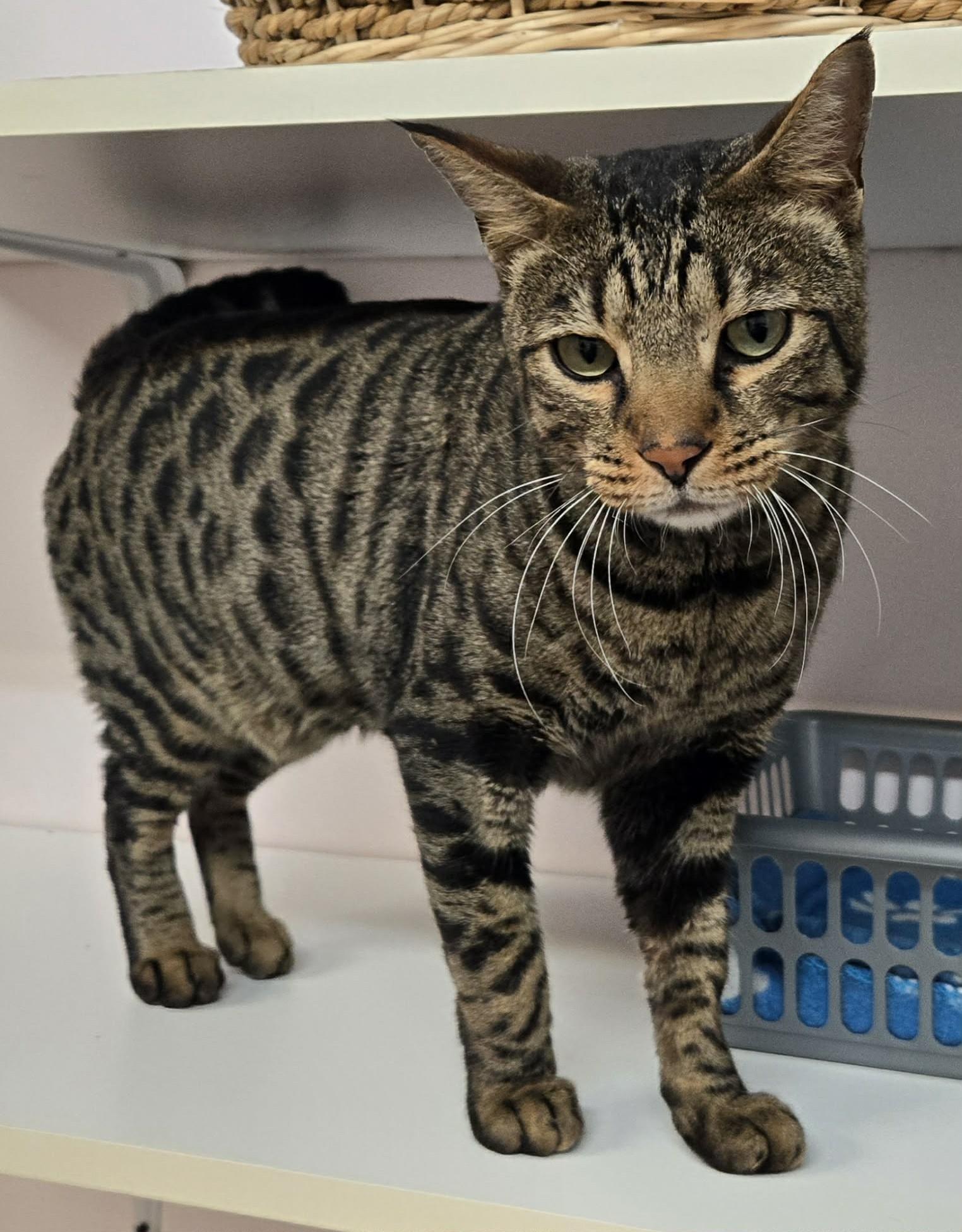 PETER PAN (CR/SC), Adoptable, Adult Male Bengal.