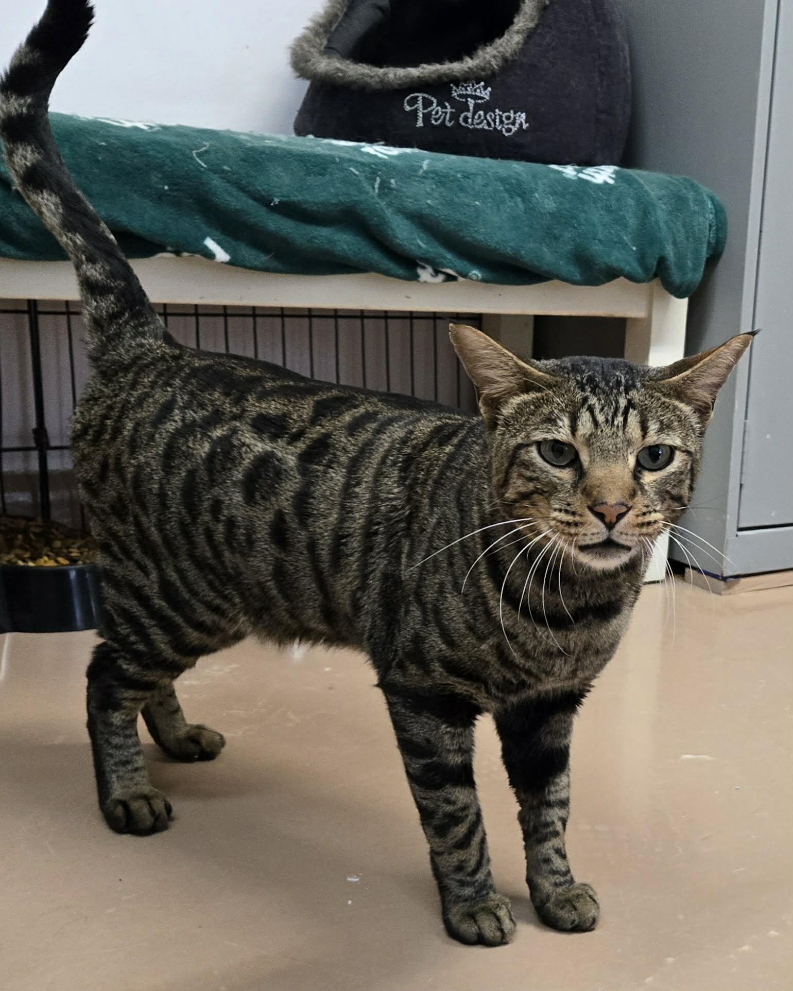 Enlarge PETER PAN (CR/SC), a Adoptable Bengal in Sainte-Angele-de-Monnoir, QC image 5/6