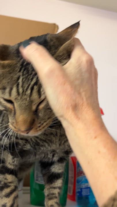 Enlarge PETER PAN (CR/SC), a Adoptable Bengal in Sainte-Angele-de-Monnoir, QC video 6/6