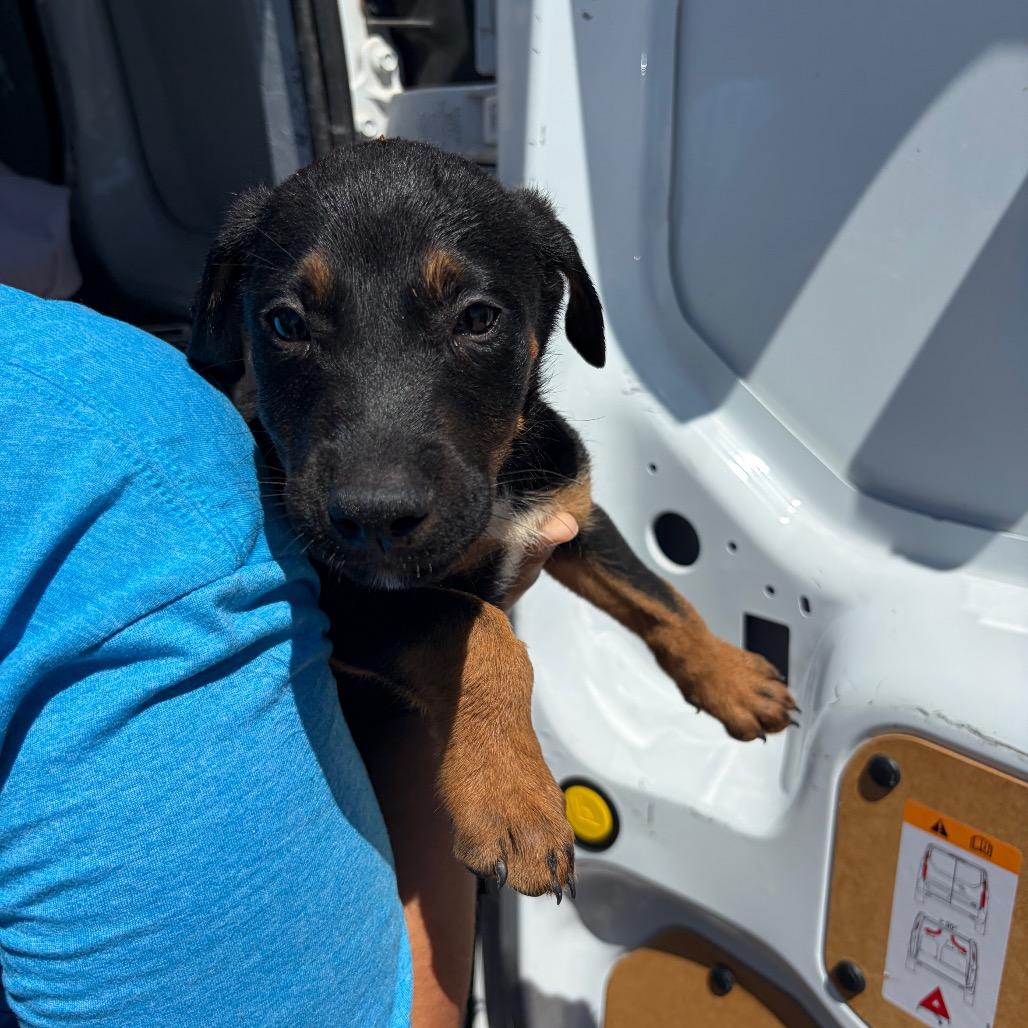 Auggie, Adoptable, Puppy Male Black Labrador Retriever & Rottweiler.