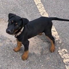 Enlarge Auggie, a Adoptable mixed breed in Bernalillo, NM image 2/2