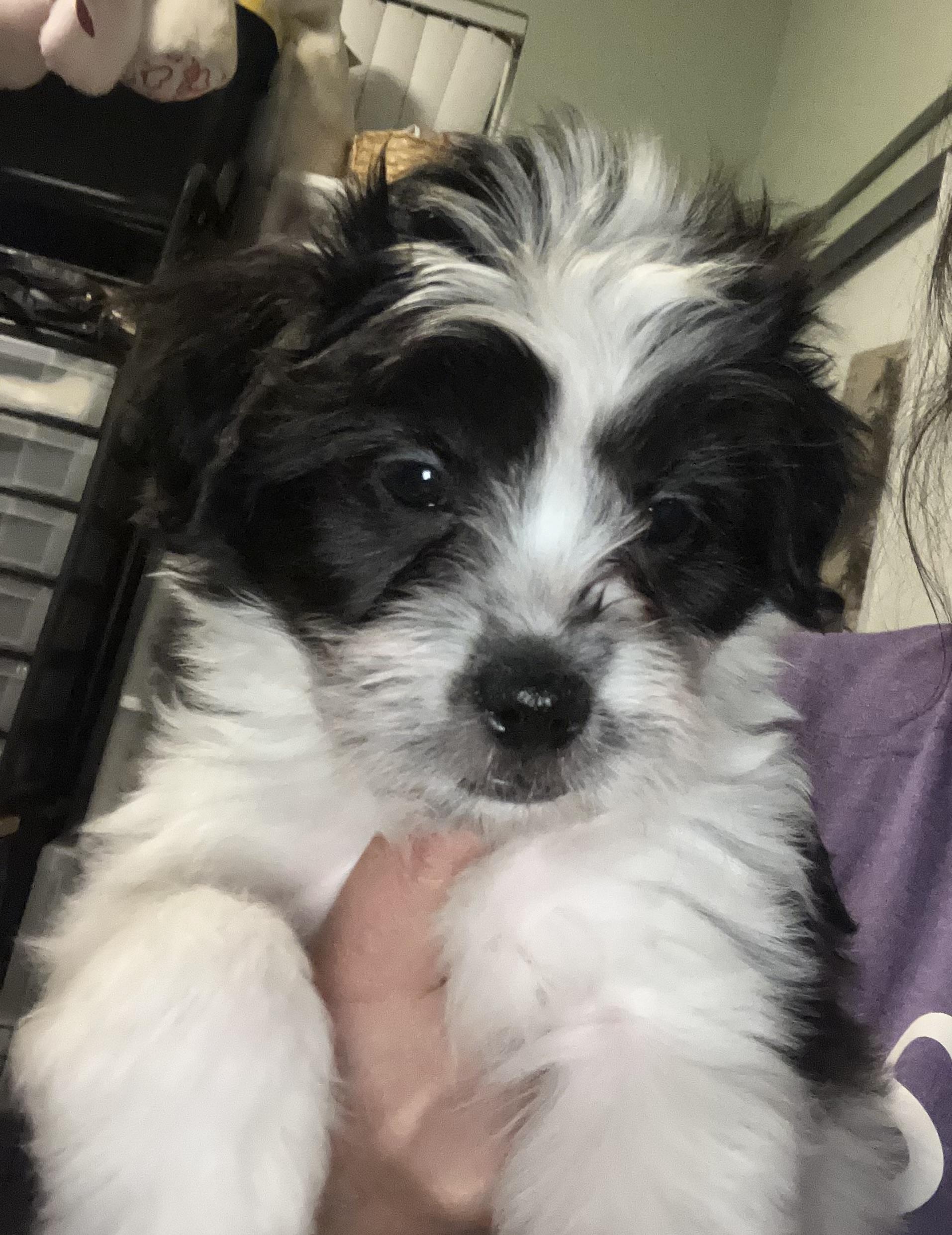 Enlarge Bandit, a Adopted mixed breed in Henderson, NV image 1/2