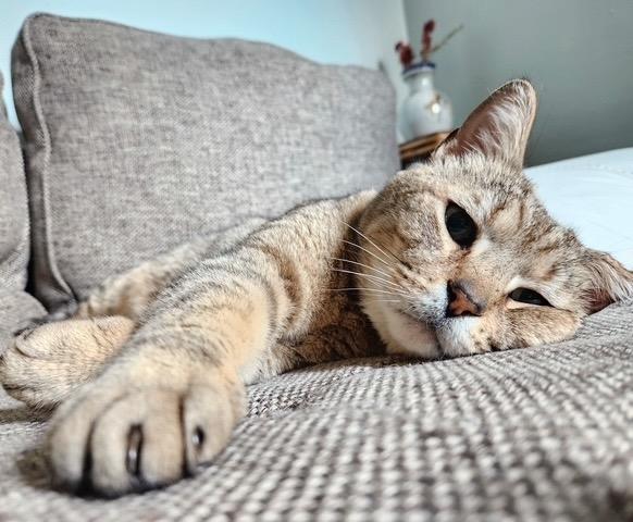 Garfield, Adult Male Tabby