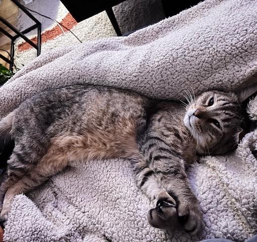 Garfield photo 4